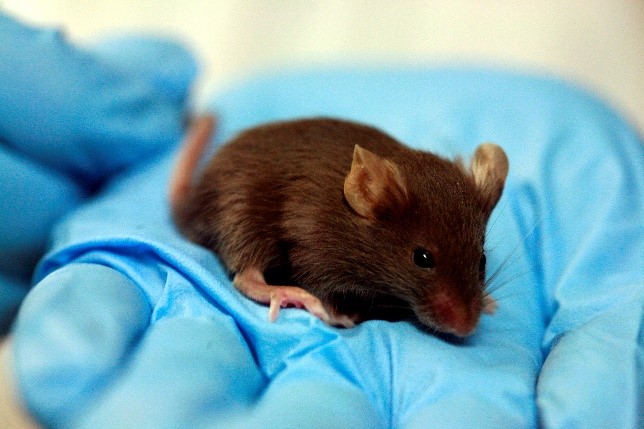 why-do-we-use-mouse-models-in-diet-research-eat2benice